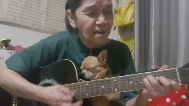 You are my sunshine (cat singing dog sleeping)👵Cover by Malinda...👵 смотреть онлайн
