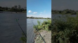 Рыбалка на реке Терек.#Рыбалка#усач