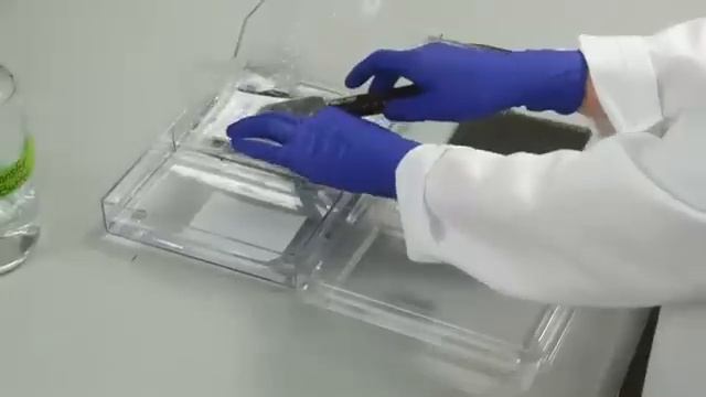 Western Blot (WB) Visual Protocol смотреть онлайн
