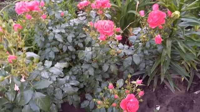 Троянда Черрі Гьол, група флорибунда смотреть онлайн