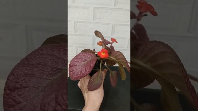 эписция Клубничная дымка, Шоу Таймс. смотреть онлайн