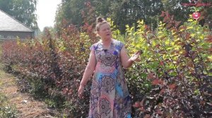 Особенности пузыреплодника #urozhainye_gryadki