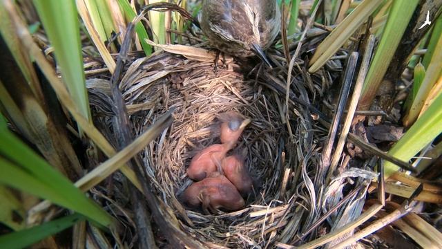 Изучаем птиц России. Варакушка // Birds of Russia. Bluethroat смотреть онлайн