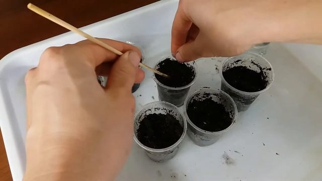 Аспарагус из семян смотреть онлайн