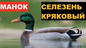 ?ЗВУК (ГОЛОС) СЕЛЕЗЕНЬ КРЯКОВЫЙ 2