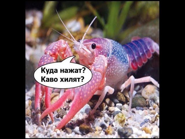 AA Free  Аскет  V=(° °)=V