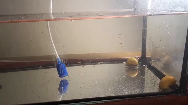 Малёк Акары бирюзовой.10 день смотреть онлайн