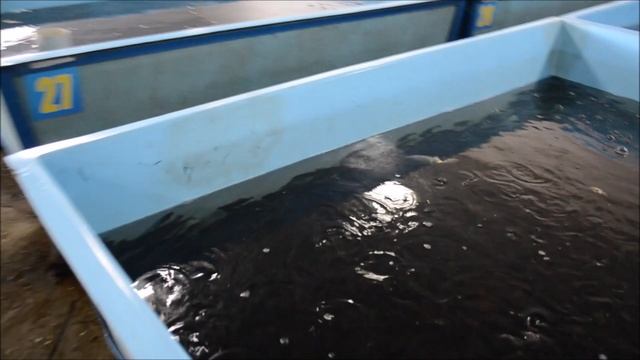 Карп перед отгрузкой: малек, маточное стадо, 2-хлетка. Карагандинский рыбопитомник смотреть онлайн