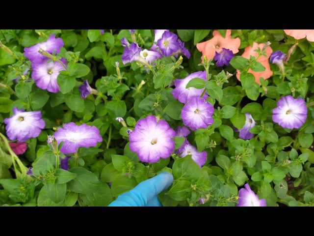 Кустовая петуния из черенка. Обзор сортов. смотреть онлайн