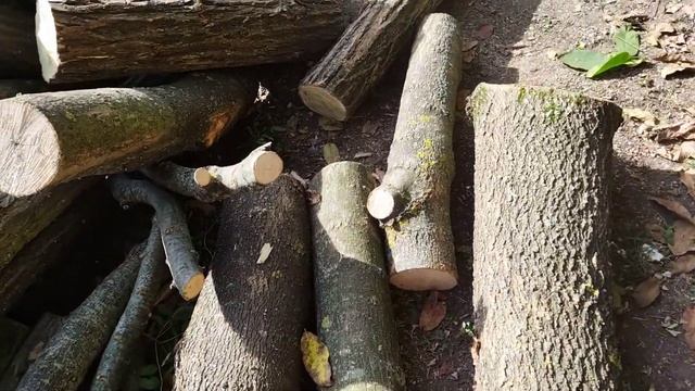 Au sosit lemnele de salcâm, bucuria drujbelor смотреть онлайн