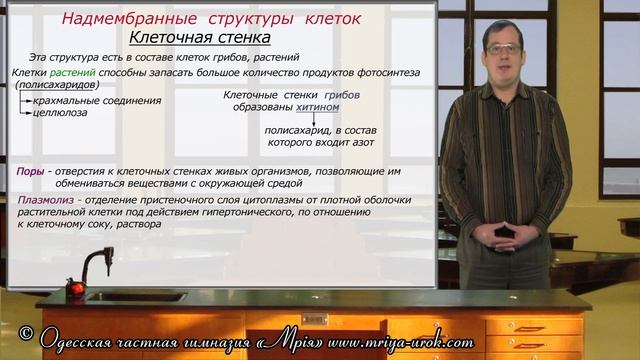 Надмембранные структуры клеток смотреть онлайн