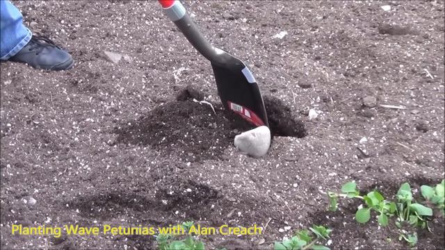 How to Plant Wave Petunias -The Plant Farm®