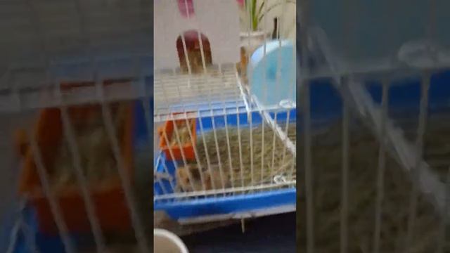 описание кто хочет завести хомяка советы смотреть онлайн