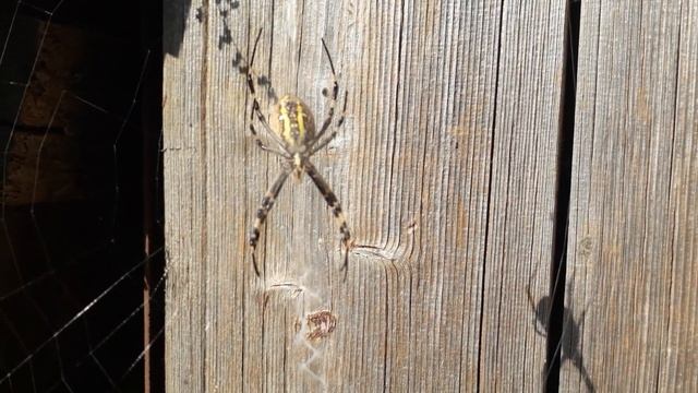 Пауки Украины ! смотреть онлайн