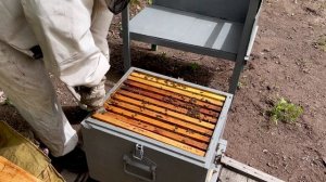 Сможет ли семья прожить зиму без матки?! #мед #пчелы #пчеловодство