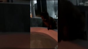 VID-20240307-WA0002.mp4