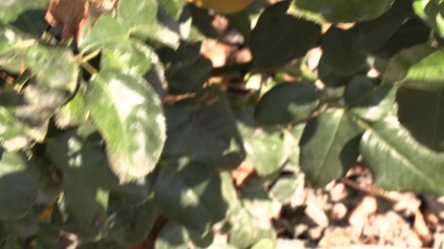 роза Эдди Митчел, питомник роз полины козловой, rozarium.biz смотреть онлайн