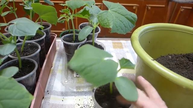Огурцы от всходов до высадки в теплицу смотреть онлайн