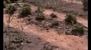 Опилки против сорняков -