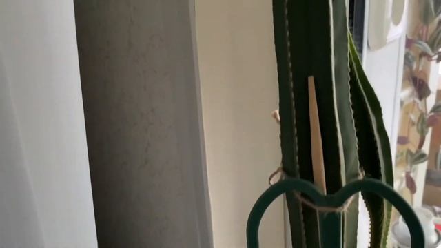 Мотивация. ? Мои домашние растения и уход за ними ? смотреть онлайн