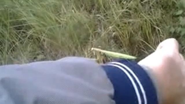 Богомол смотреть онлайн