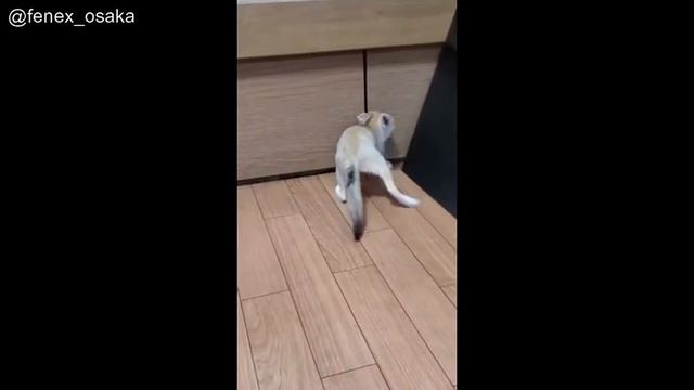 ⑭ Baby Fennec fox who loves mischief! Bring the toys to your home! смотреть онлайн