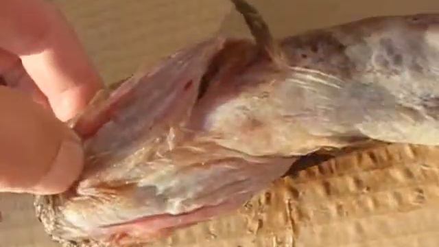 Marbled Eelpout: Lycodes raridens смотреть онлайн