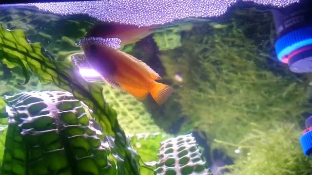 Медовый гурами или медовая колиза. (Trichogaster chuna, Colisa chuna) смотреть онлайн