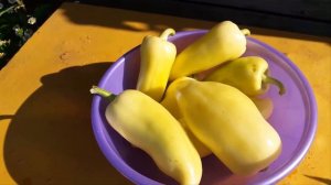 Перец высокоурожайный Хаски F1,рекомендую посадить