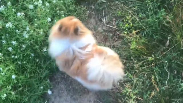 Шпиц Тэдди первый раз едет на дачу ☺️ смотреть онлайн