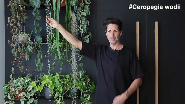 12 plantas COLGANTES de INTERIOR 🔝 смотреть онлайн