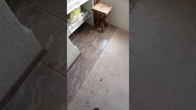 Первый поход на дачу после зимы. Плитка на деревянном полу не отстала. смотреть онлайн