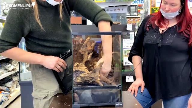 Мастер-класс с Florariumplants по созданию флорариума с растениями на основе террариума Repti Zoo. смотреть онлайн