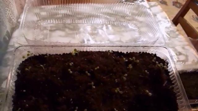 Алиссум 2 способа посева семян на рассаду смотреть онлайн