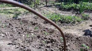 Как избавиться от улиток в огороде навсегда