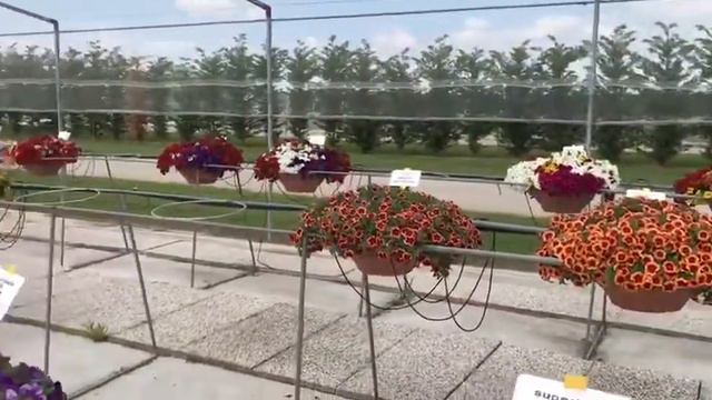 Prove varietali di Calibrachoa смотреть онлайн