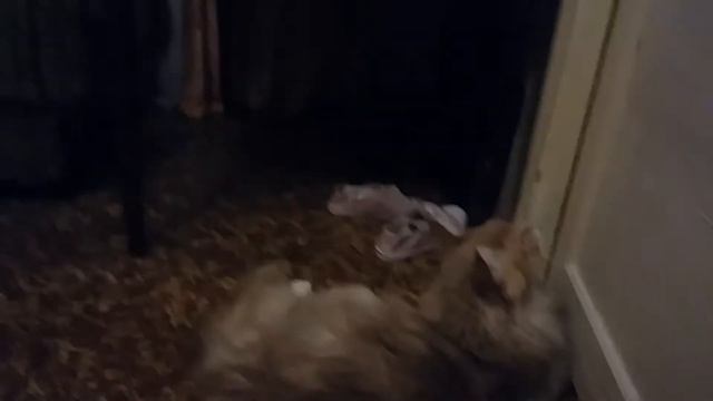 Мейн кун дерется с котами смотреть онлайн