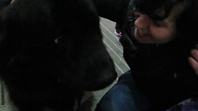 Newfoundland Маркус ньюфаундленд 5