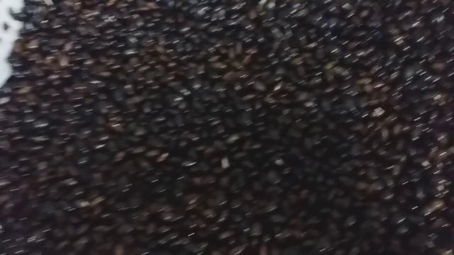 Как прорастить бобы/диргымкой/2 часть смотреть онлайн