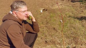 Обрезка персика и нектарина в 1 год. Правильно формируем ветви персика.