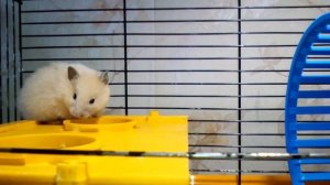 Хомяк кричит и скрипит на меня. КАКИЕ ЗВУКИ ИЗДАЮТ ХОМЯКИ