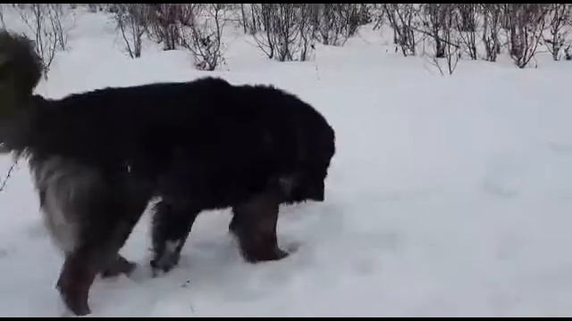 Кавкакзские овчарки в питомнике Белый Лекарь.http://beliy-lekar.ru/