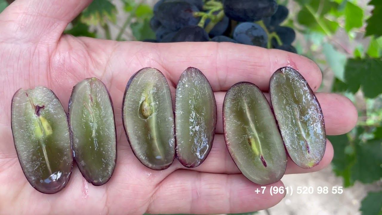 Виноград Флагман  29 июля 2024 год.