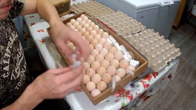 Чего то замотался... строить некогда опять и что лучше выращивать: бройлеры или индюки! смотреть онлайн