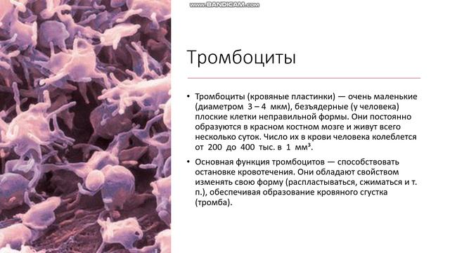 8 класс Внутренняя среда организма Иммунитет Тромбоциты Свёртывание крови Лимфатическая система смотреть онлайн