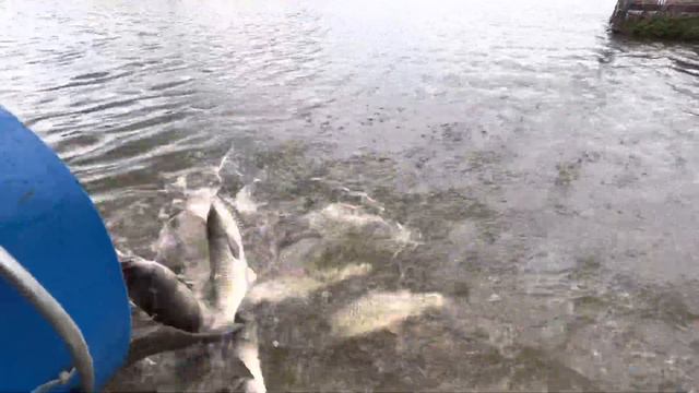 08.05 Рк Фишка Данилово, зарыбление белым амуром, зарыбление водоема, платник, платная рыбалка смотреть онлайн