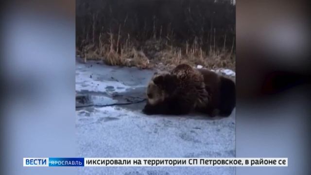 В Ростовском районе проснулся медведь смотреть онлайн