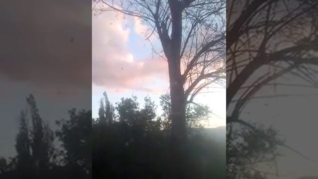 Новороссийск, Советов 22 во дворе свалило дерево. смотреть онлайн