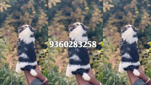 😍QUALITY DOGS FOR SALE | PUPPY SALES IN CHENNAI | ROTTWEILER,SHIH TZU, PUPPYS AVAILBLE | ROCKY PET смотреть онлайн
