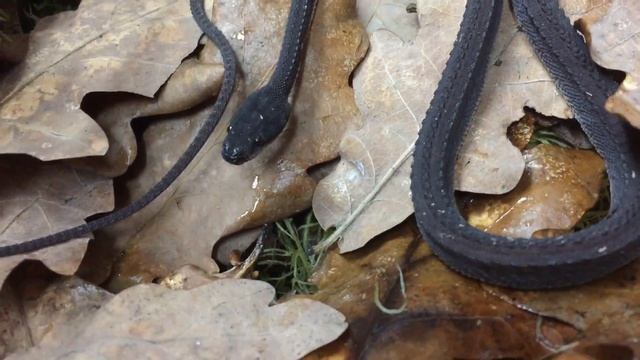 Ксенодерм яванский (Xenodermus javanicus) смотреть онлайн